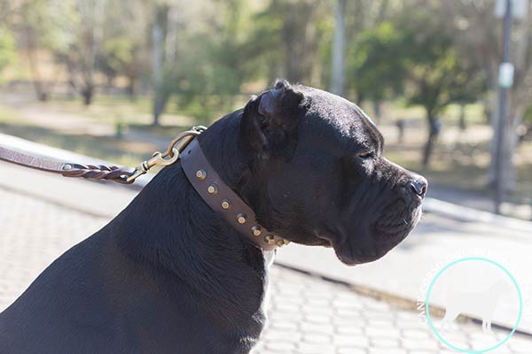 Cane Corso brown leather collar with non-corrosive fittings for perfect control