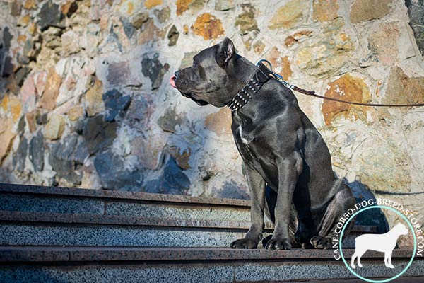 Cane Corso black leather collar with duly riveted spikes for safe walking