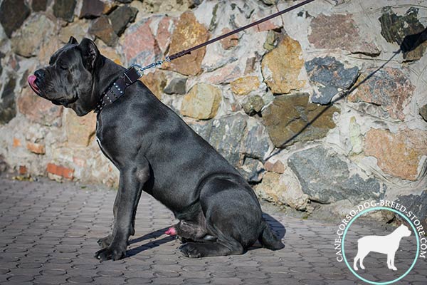 Cane Corso black leather collar easy-to-adjust with traditional buckle for pulling activity