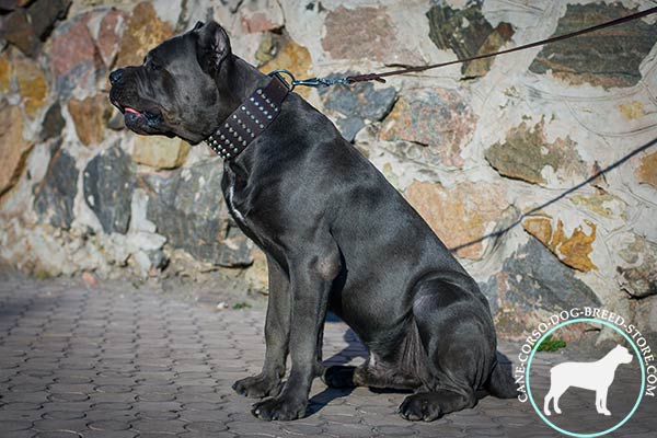 Cane Corso black leather collar with non-corrosive nickel plated hardware for perfect control