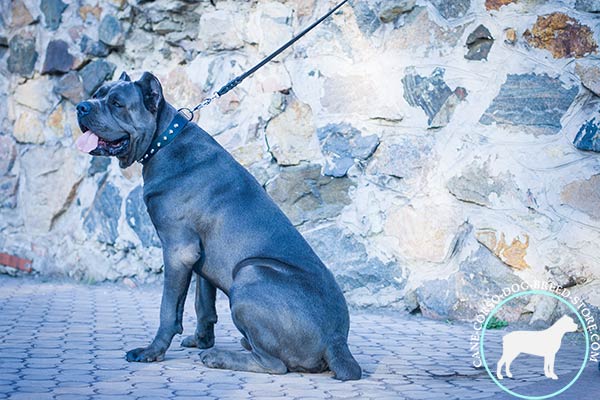 Cane Corso black leather collar of high quality with traditional buckle for better comfort