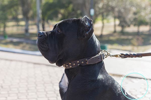 Cane Corso brown leather collar of high quality with d-ring for leash attachment for daily activity