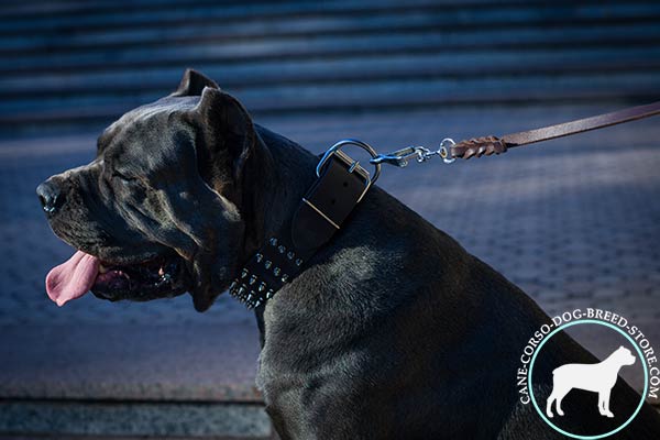 Cane Corso black leather collar of high quality with nickel plated hardware for improved control