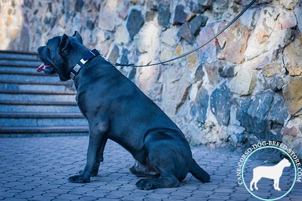 Cane Corso black leather collar of genuine materials decorated with plates for stylish walks