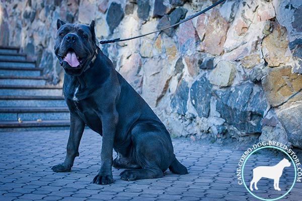 Cane Corso black leather collar with rust-proof hardware for walking