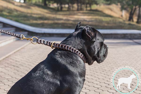 Cane Corso brown leather collar with rustless quick release buckle for advanced training