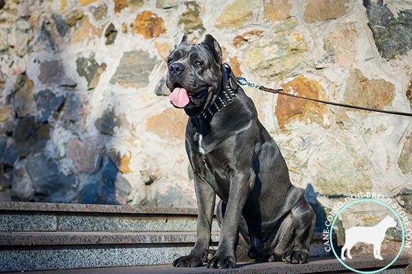 Cane Corso black leather collar of high quality with d-ring for leash attachment for walking in style