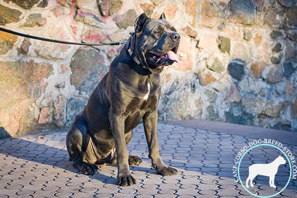 Cane Corso black leather collar of high quality with traditional buckle for perfect control