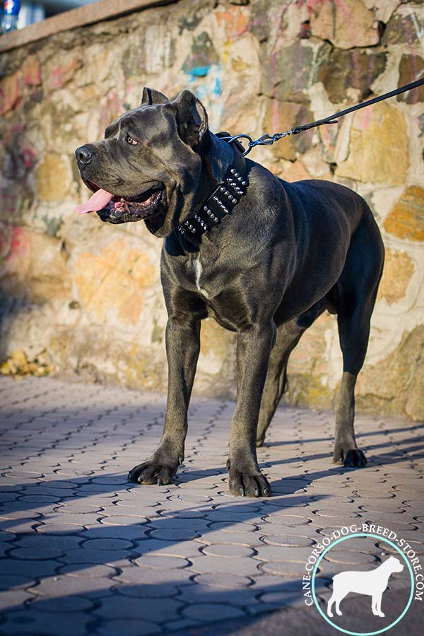 Cane Corso black leather collar with non-corrosive fittings for quality control