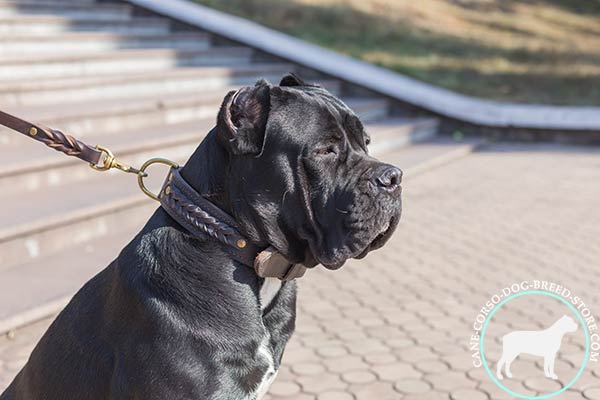 Cane Corso brown leather collar with strong hardware for daily activity