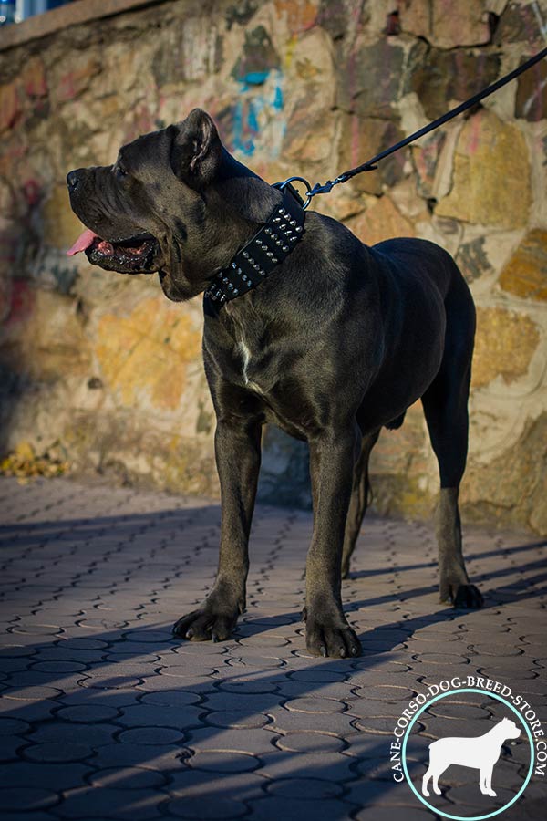 Cane Corso black leather collar easy-to-adjust with traditional buckle for daily activity