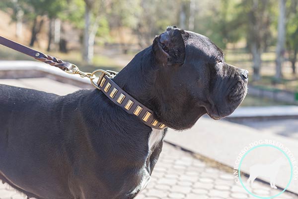 Cane Corso brown leather collar with rust-free brass plated hardware for daily activity