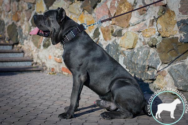 Cane Corso black leather collar with reliable hardware for walking