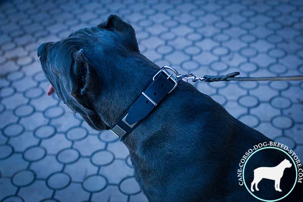 Cane Corso black leather collar with rust-proof hardware for improved control
