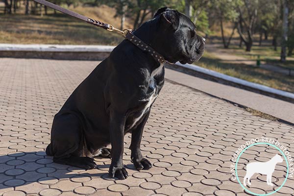 Cane Corso brown leather collar with reliable brass plated hardware for perfect control