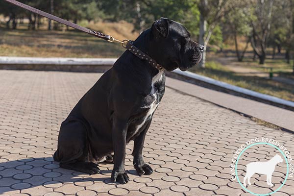 Cane Corso brown leather collar with rust-proof hardware for stylish walks
