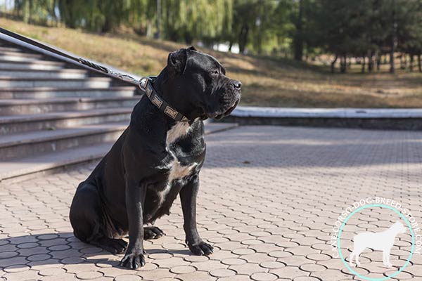 Cane Corso black leather collar of lightweight material decorated with plates for professional use