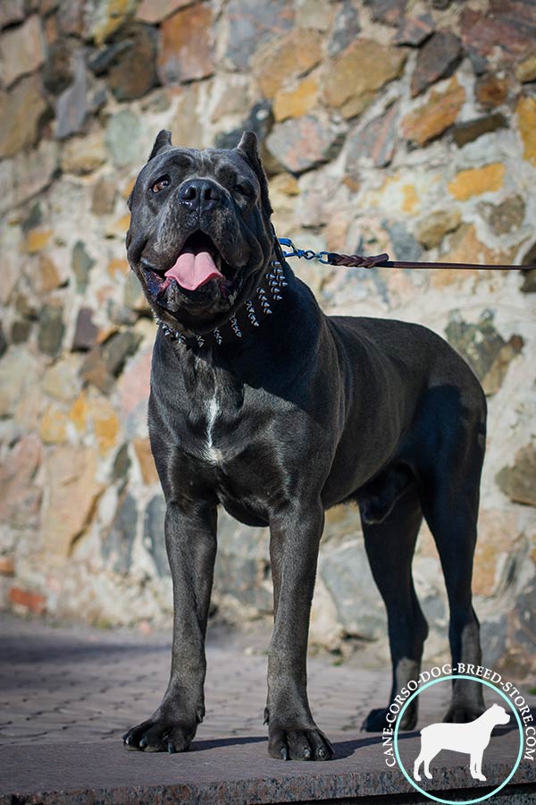 Cane Corso black leather collar with non-corrosive spikes for walking in style