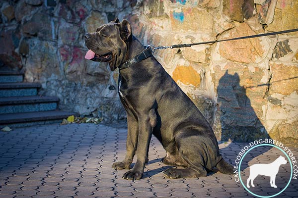 Cane Corso black leather collar with rust-free nickel plated fittings for daily walks