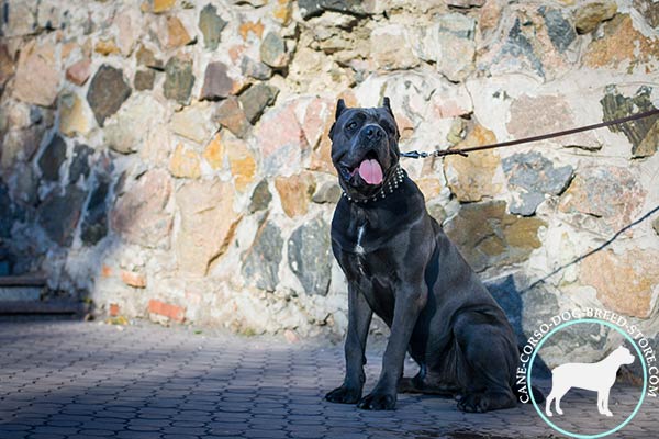 Cane Corso black leather collar with durable studs for basic training