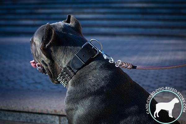 Cane Corso black leather collar with corrosion resistant spikes for stylish walks