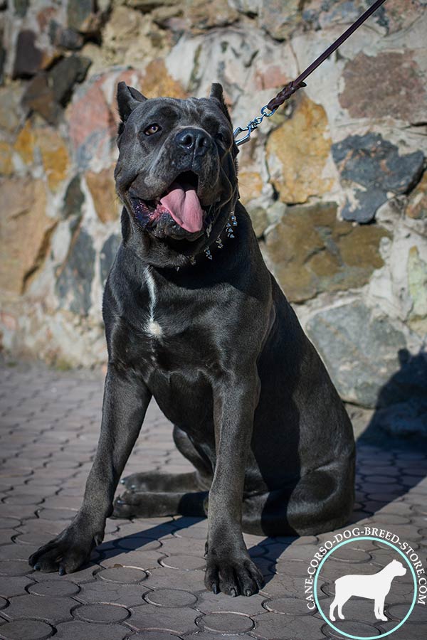 Cane Corso black leather collar with reliable fittings for daily walks