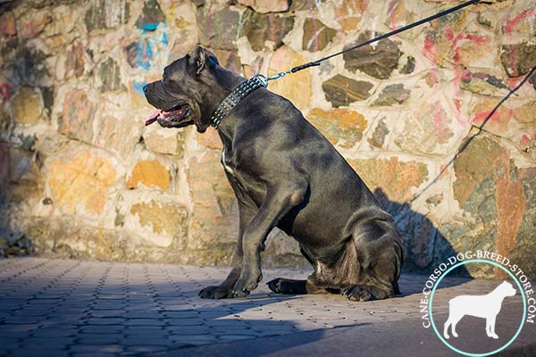 Cane Corso black leather collar with rust-free fittings for better comfort