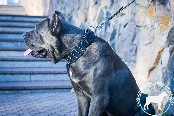 Cane Corso black leather collar with rust-proof nickel plated fittings for walking