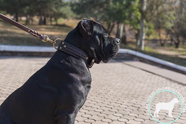 Cane Corso brown leather collar with strong hardware for basic training