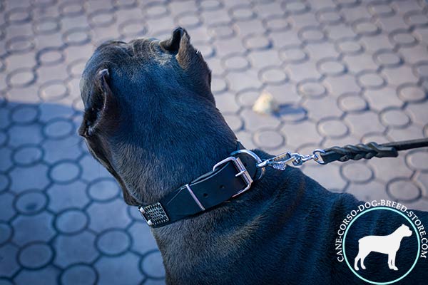 Cane Corso black leather collar with corrosion resistant fittings for perfect control