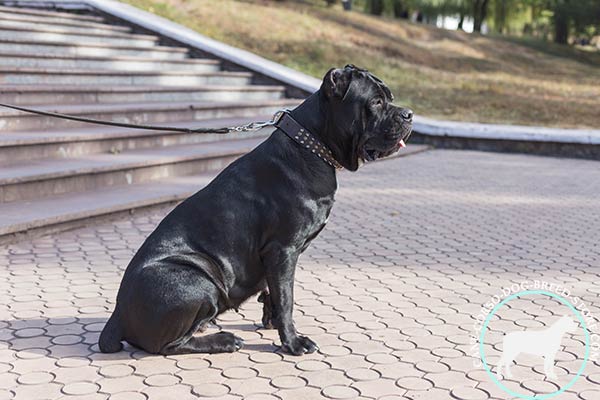 Cane Corso black leather collar of lightweight material with d-ring for leash attachment for basic training