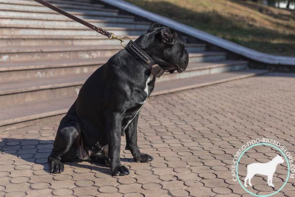 Cane Corso brown leather collar with rust-proof brass plated fittings for quality control