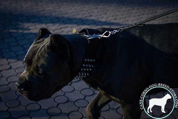Cane Corso black leather collar with non-corrosive hardware for improved control