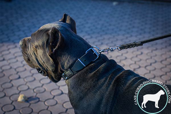 Cane Corso black leather collar with strong hardware for safe walking