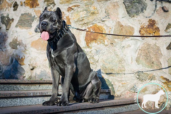 Cane Corso black leather collar with rust-proof spikes for stylish walks