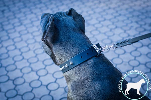 Cane Corso black leather collar with rust-proof fittings for daily activity
