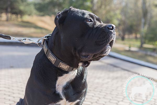 Cane Corso black leather collar with corrosion resistant hardware for daily activity