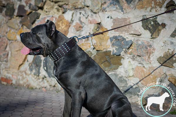 Cane Corso black leather collar with elegant fittings for walking in style