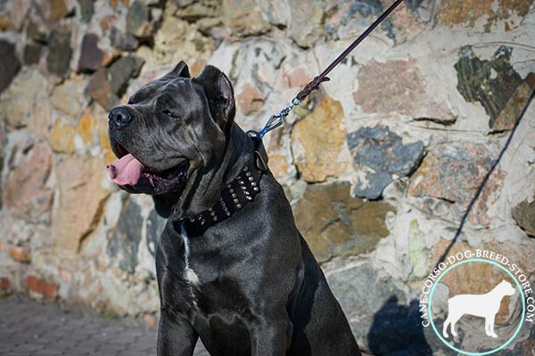 Cane Corso black leather collar of high quality with d-ring for leash attachment for basic training