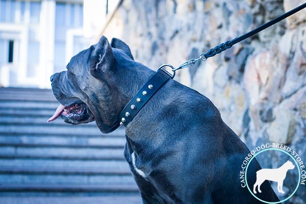 Cane Corso black leather collar with non-corrosive studs for any activity