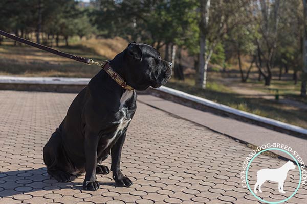 Cane Corso brown leather collar of high quality decorated with studs and plates for professional use