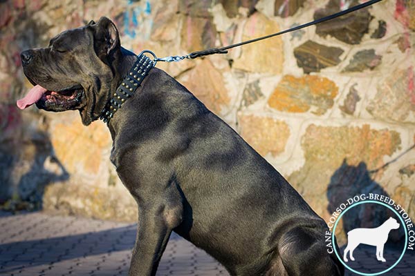 Cane Corso black leather collar easy-to-adjust with traditional buckle for better comfort
