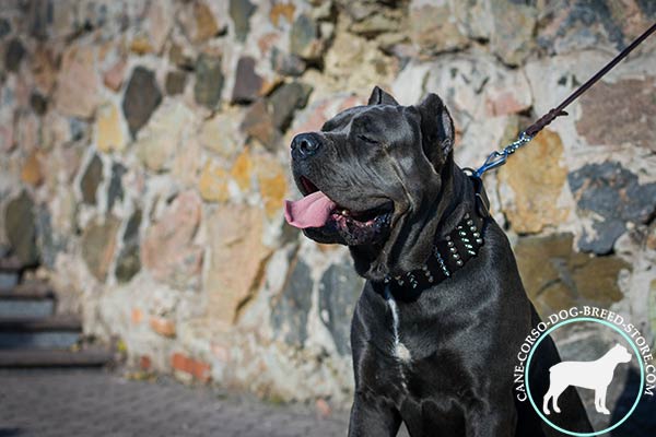 Cane Corso black leather collar with rust-free hardware for safe walking