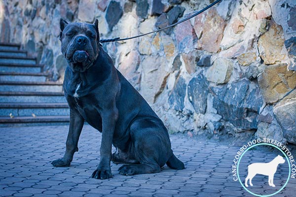Cane Corso black leather collar of classic design adorned with plates for walking