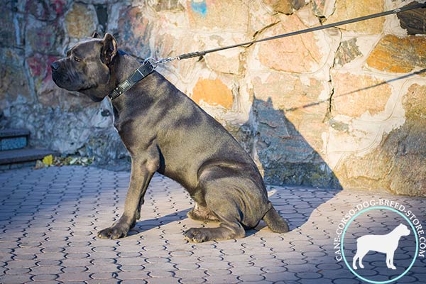 Cane Corso black leather collar of high quality with d-ring for leash attachment for basic training