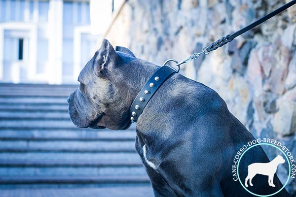 Cane Corso black leather collar with corrosion resistant hardware for walking
