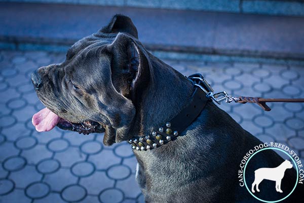 Cane Corso black leather collar of classic design decorated with spikes and studs  for walking