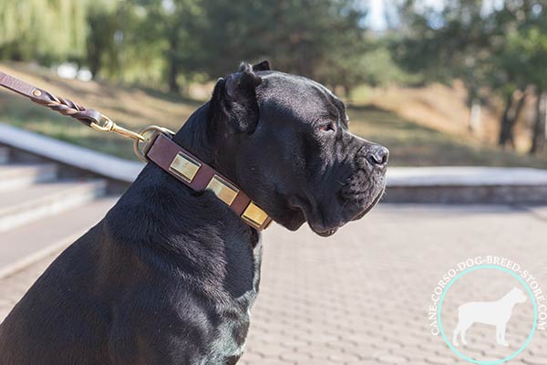 Cane Corso brown leather collar of classic design with d-ring for leash attachment for stylish walks