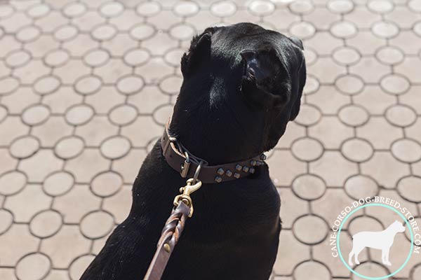 Cane Corso brown leather collar with durable hardware for quality control