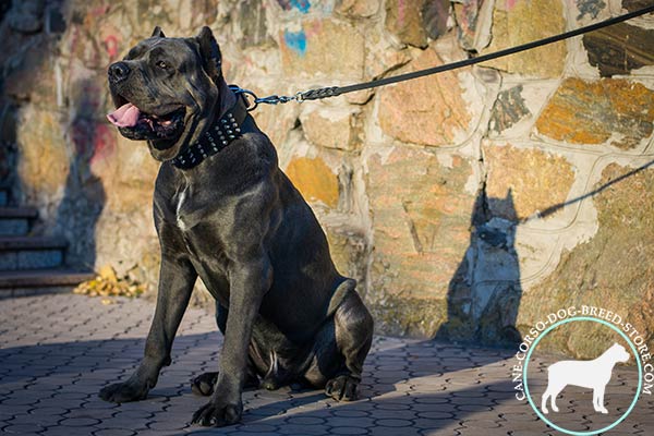 Cane Corso black leather collar with durable fittings for daily walks